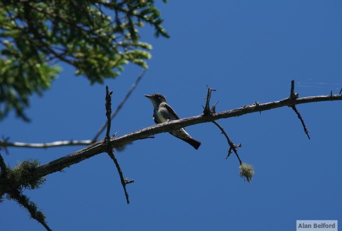 An Olive-sided Flycatcher called loudly from the stand of dead trees about halfway through the bog.