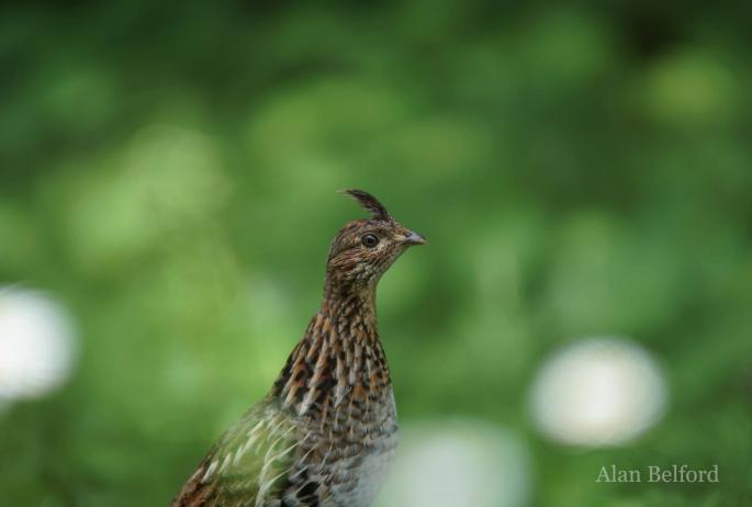 We found two Ruffed Grouse along the road.