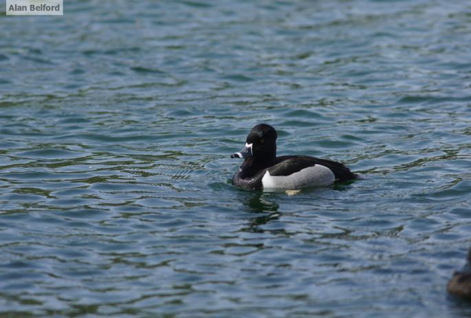 I was happy to spot a Ring-necked Duck both directions as we paddled.