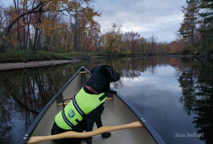 Wren surveys a mid-fall evening along the Raquette River from Axton Landing.