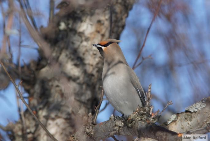 I love the colors and sleek look of Bohemian Waxwings.