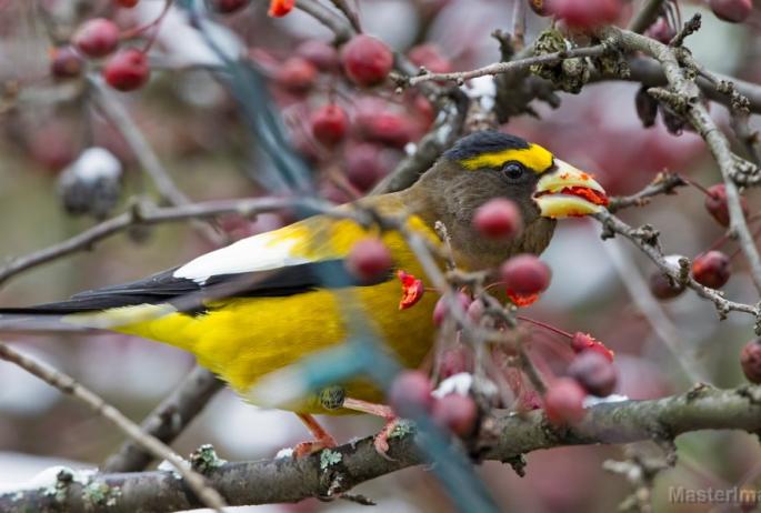 Although often found at bird feeders, this Evening Grosbeak is filling up on fruit. Image courtesy of MasterImages.org.