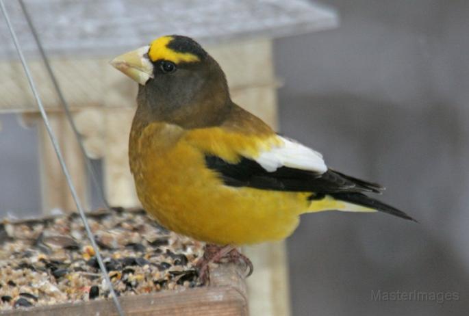 Evening Grosbeaks moved into the region in mid-late fall. Image courtesy of MasterImages.org.