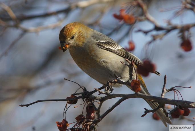 I found this Pine Grosbeak chowing down on fruit in Elizabethtown a few years ago during their last invasion.