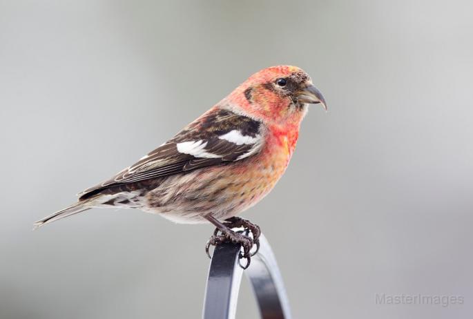 White-winged Crossbills are in short supply this year, but birders should always keep their eyes and ears open for one. Image courtesy of MasterImages.org.