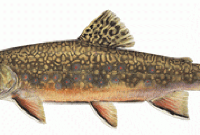 Brook trout: NYS DEC