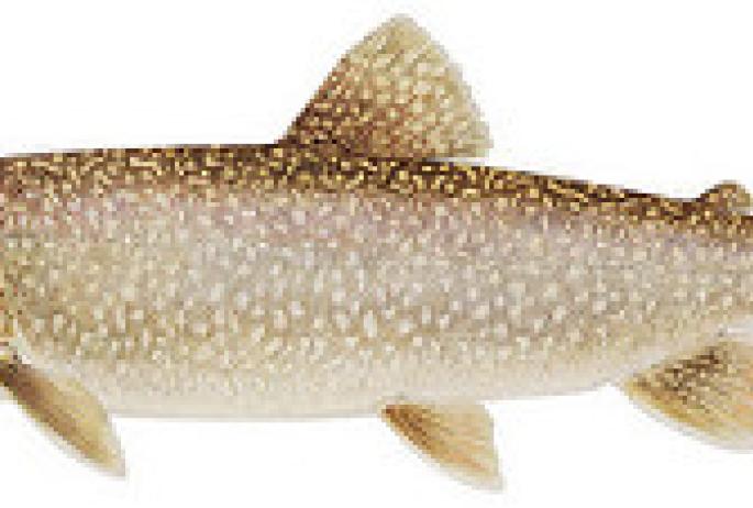Lake trout: NYS DEC
