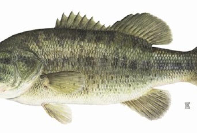 Largemouth Bass : NYS DEC