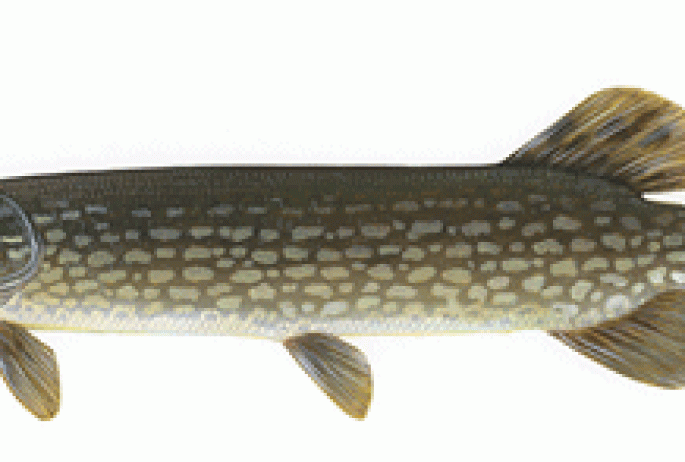 Northern Pike : NYS DEC