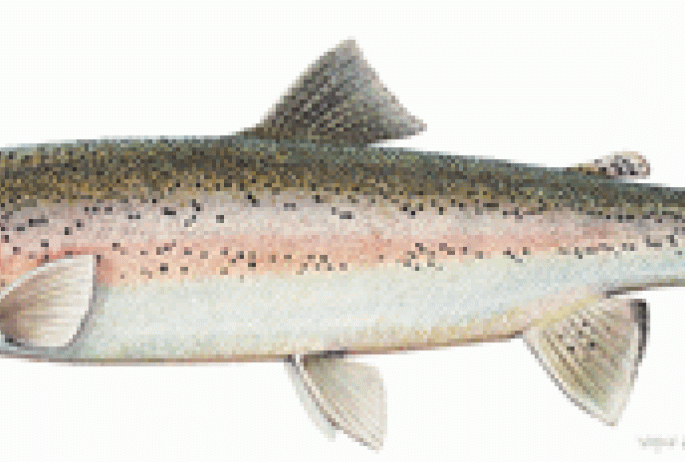 Rainbow trout: NYS DEC