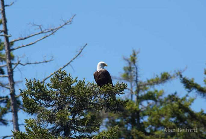 Bald Eagles nest at Lake Colby, and they can be found overhead throughout the area.