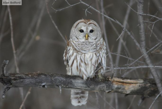 Barred Owls can be found throughout the area, including along the Jackrabbit Trail.