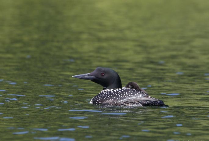 An adult loon with chick. Photo by Nina Schoch.