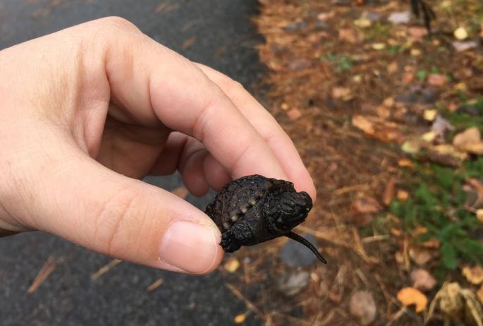 Making friends with a baby snapping turtle