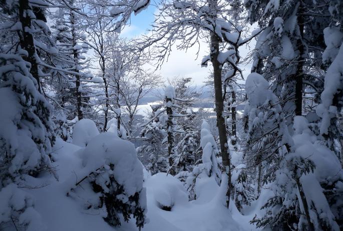 Winter scene through trees of frozen lake.