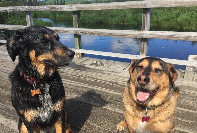 Two dogs sit in the sun on a small wooden bridge over the Bloomingdale bog.