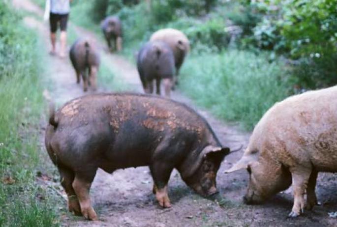 pigs eat food on a path.