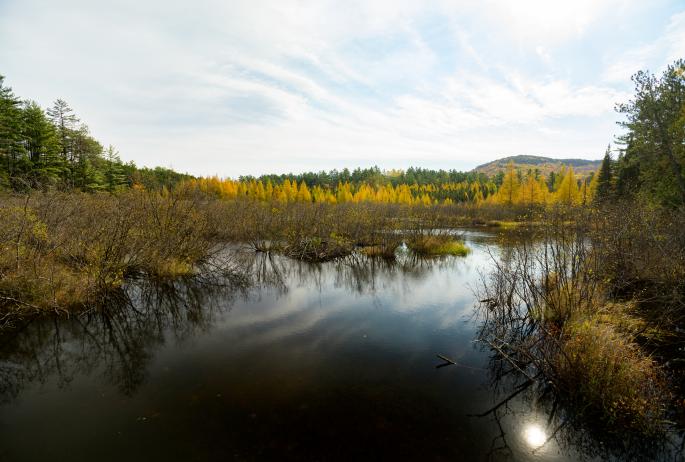A bog in fall surrounded by yellow trees.