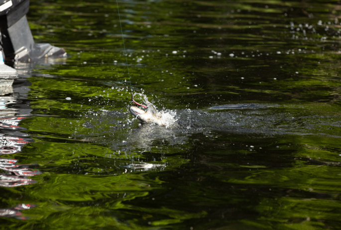 fish
