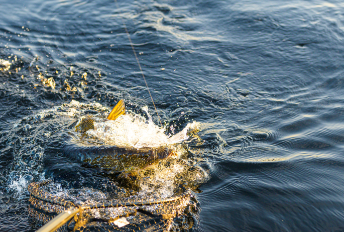 Northern pike being caught in a net