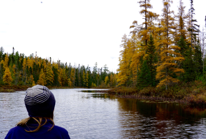 Tamarack trees on the Saranac River.