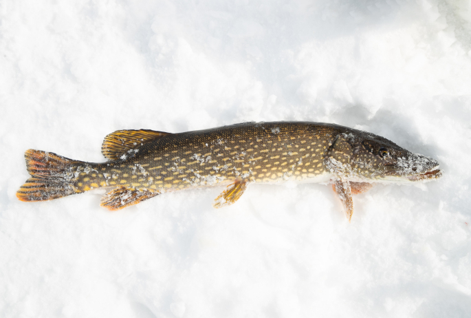 A photo of a fish on ice.