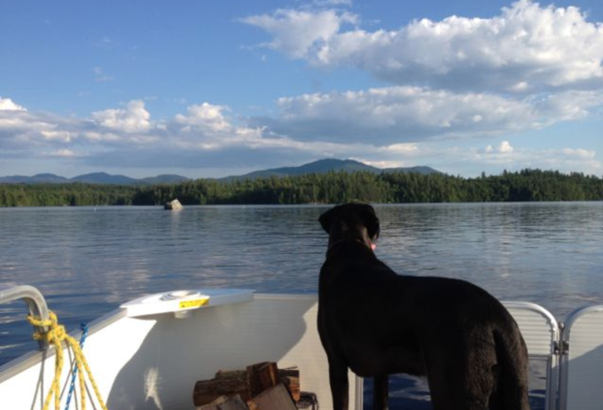 A black dog stares off the edge of a pontoon boat while enjoying Saranac Lake's island camping.