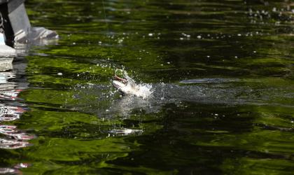 The Saranac Chain is full of lively fish.