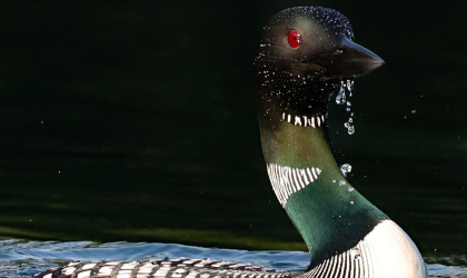 Amazing high definition image of a loon showing their iridescent throat feathers and water running off their slick coat.