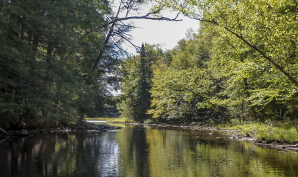 View of a narrow river moving through trees
