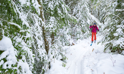 A skier travels through snowy green trees