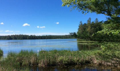 A pond surrounded by bright green pine trees