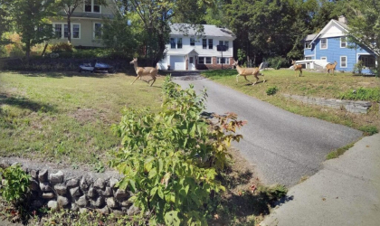 View of the front of a house with a long paved driveway and a herd of deer running through.