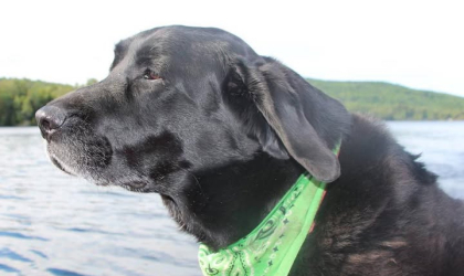 A black dog with bandana on a boat.